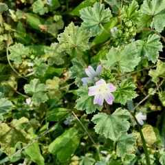 dwarf mallow thumbnail 3
