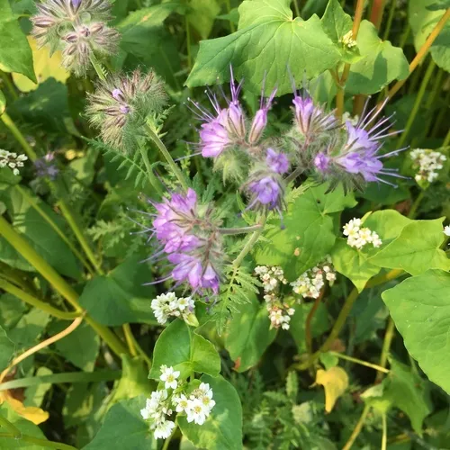 Lacy phacelia