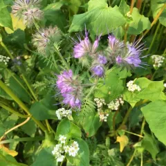 Lacy phacelia thumbnail 1
