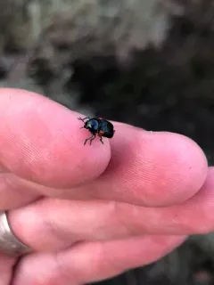 Red-shouldered Leaf Beetle thumbnail 1