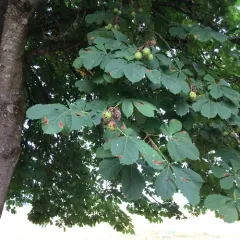 horse-chestnut thumbnail 2