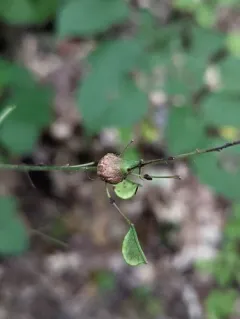 Neolasioptera desmodii thumbnail 1