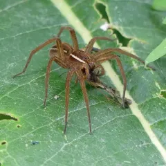 Dolomedes striatus thumbnail 2