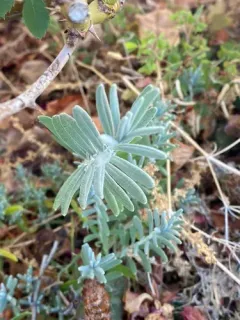 Common Lavender thumbnail 3