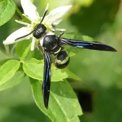 Four-toothed Mason Wasp thumbnail 4