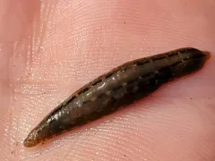 Brook Leech thumbnail 2