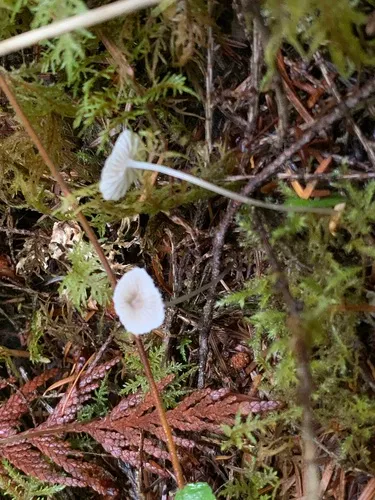 Mycena constans