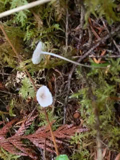 Mycena constans thumbnail 1