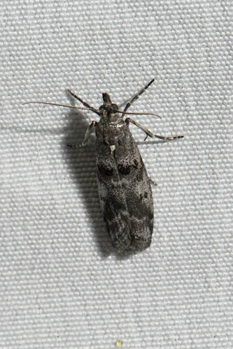 Ortholepis rhodorella