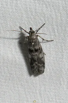 Ortholepis rhodorella thumbnail 1
