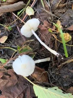 Lepiota sequoiarum thumbnail 3