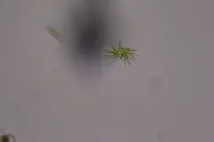 Ankistrodesmus densus thumbnail 3