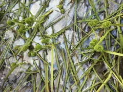 Northern Bur-reed thumbnail 2