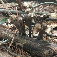 Eastern Black Trumpet thumbnail 2