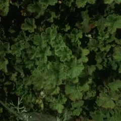 creeping Taiwan bramble thumbnail 2