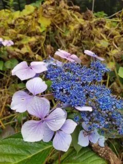 Mountain Hydrangea thumbnail 3