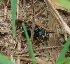 Ground-cherry Fairy Bee thumbnail 3