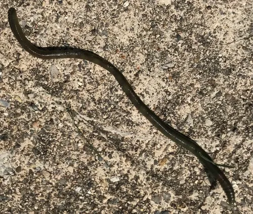 green stink worm