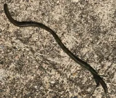 green stink worm thumbnail 1
