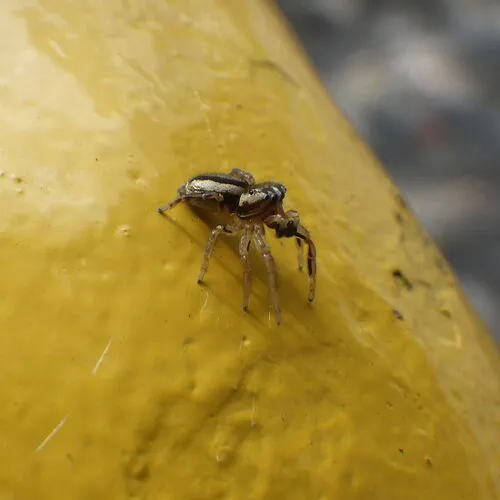 Yellowleg Jumping Spider