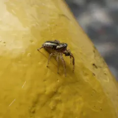 Yellowleg Jumping Spider thumbnail 1