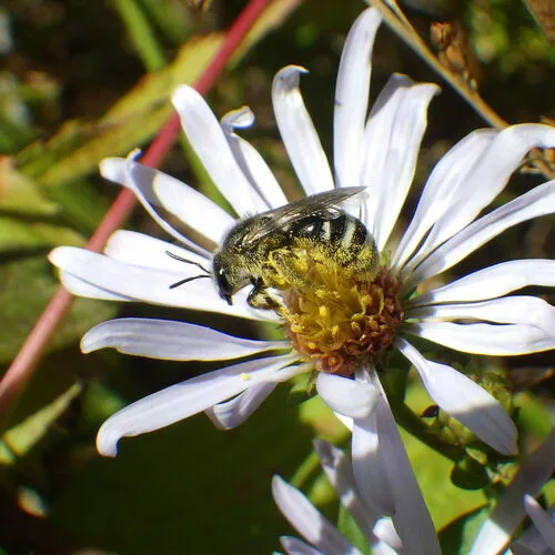 White-banded Sweat Bee