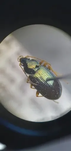Bembidion levigatum thumbnail 2