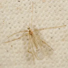 Neocladura delicatula thumbnail 4