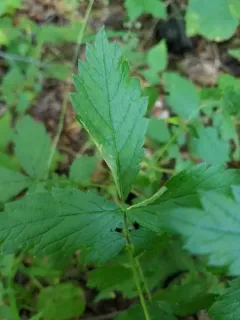 Coptotriche agrimoniella thumbnail 2