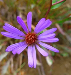 Tundra Aster thumbnail 2