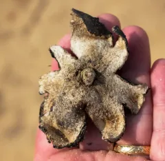 Many-rooted Earthball thumbnail 1