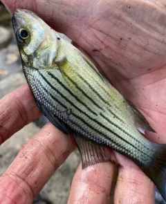 Yellow Bass thumbnail 3