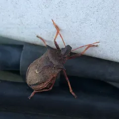Spiny Shield Bug thumbnail 4