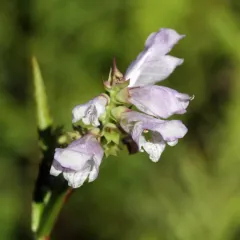 obedient plant thumbnail 2