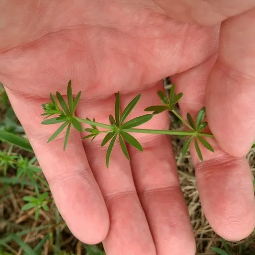 Hedge Bedstraw