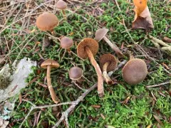 Cortinarius pilatii thumbnail 4