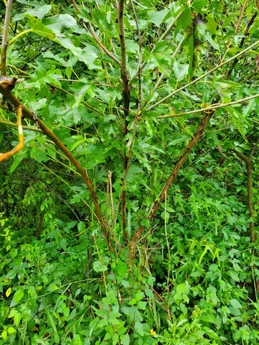 Korean mulberry