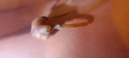 Cod Worm