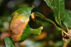 Andricus schickae thumbnail 1
