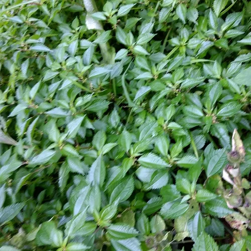 Canada clearweed