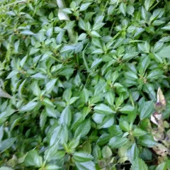 Canada clearweed thumbnail 1
