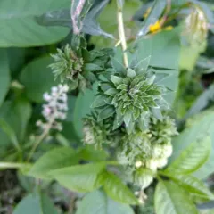 Goldenrod Brussels Sprout Gall Fly thumbnail 1