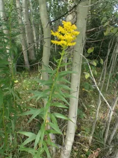 big-toothed Canada goldenrod thumbnail 4