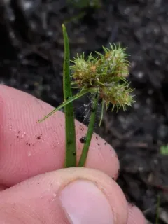 Dwarf Umbrella-sedge thumbnail 3