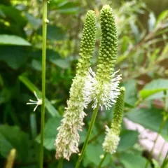 Canadian burnet thumbnail 2