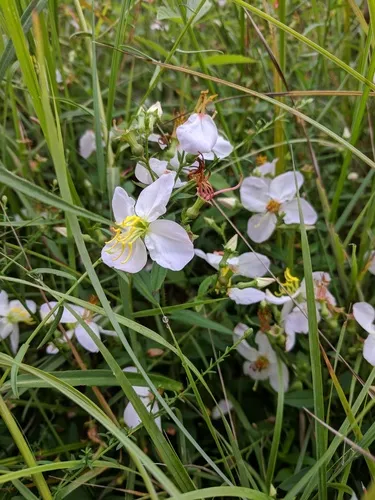 Maryland meadowbeauty