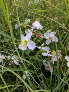 Maryland meadowbeauty thumbnail 1