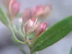 Thymeleaf Pinweed thumbnail 3