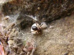 Enoplognatha thoracica thumbnail 1