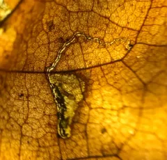 Ectoedemia clemensella thumbnail 3